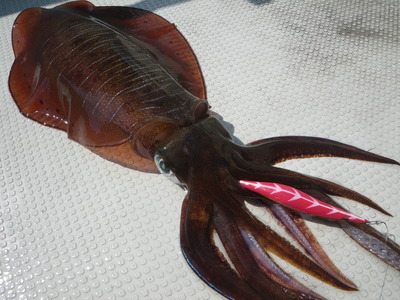 最近の釣果ダイジェストです