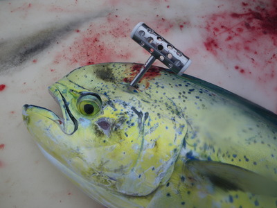 パヤオツアーの釣果情報です