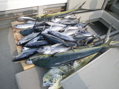 パヤオツアーの釣果情報です