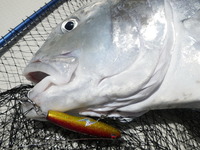 海風釣果速報！