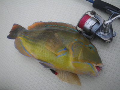 最近の釣果です