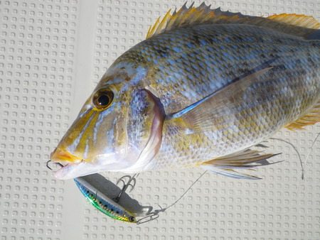 最近の釣果です