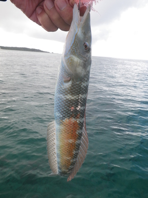 最近の釣果です