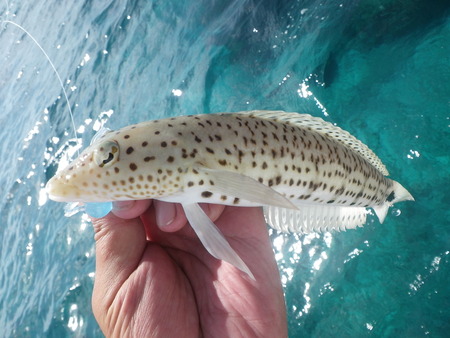 最近の釣果です