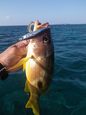 最近の釣果です