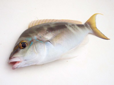 ジューマまで釣れちゃう、最終兵器