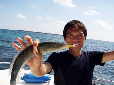 デカヤガラ！