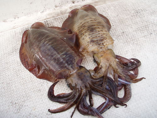最近の釣果ダイジェストです