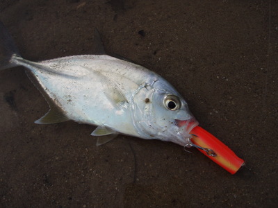 陸っぱり釣行