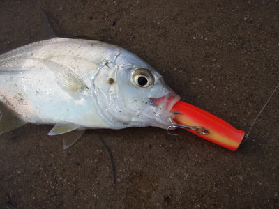 陸っぱり釣行
