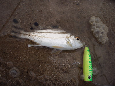 陸っぱり釣行