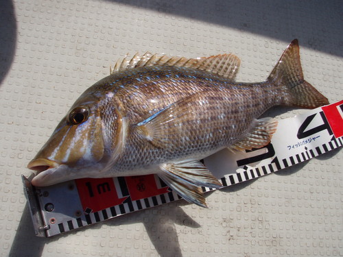 最近の釣果ダイジェストです