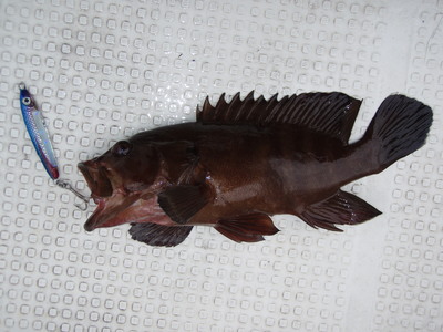 3月８日の釣果です。