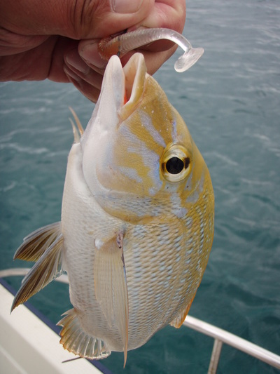 最近の釣果です