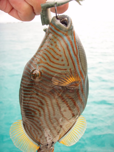 最近の釣果です