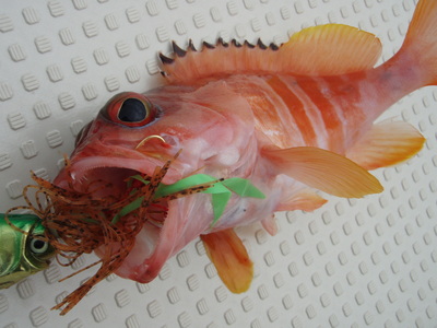 テスト釣行