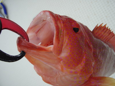 テスト釣行