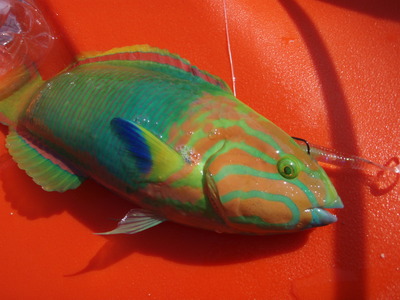 最近の釣果です