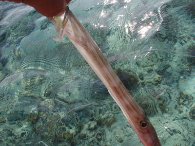 最近の釣果です