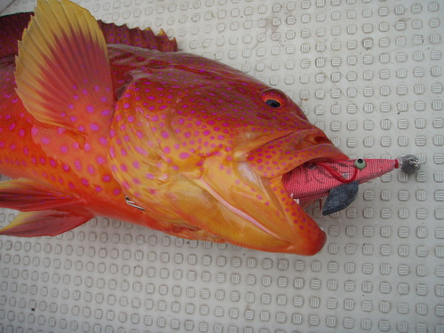 最近の釣果です