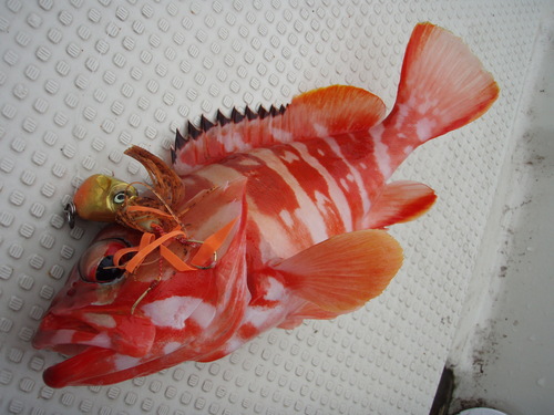 最近の釣果です