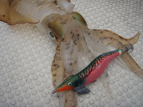 最近の釣果です