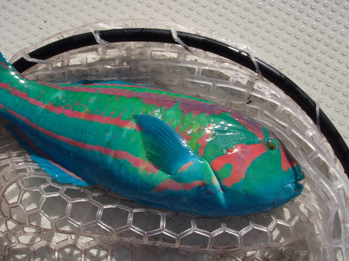 最近の釣果です