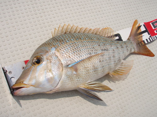 最近の釣果です