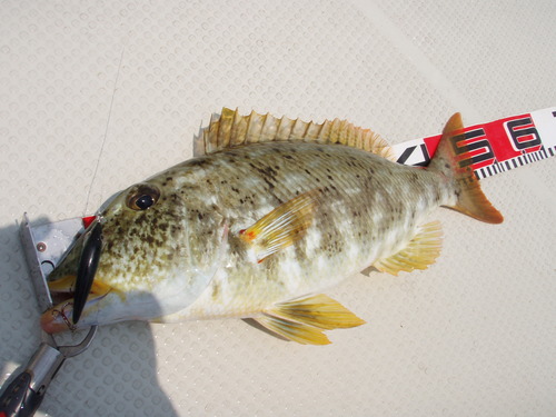 最近の釣果です