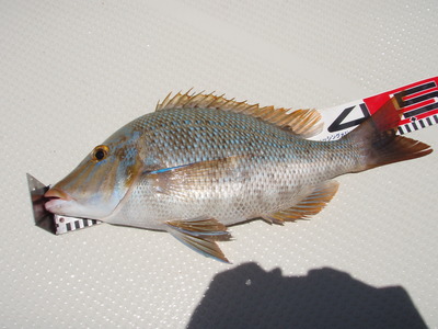 最近の釣果です。