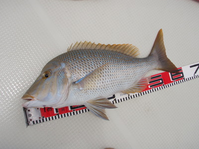 最近の釣果です。