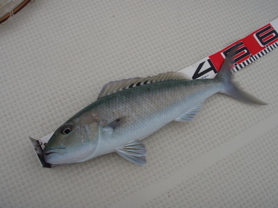 最近の釣果です。