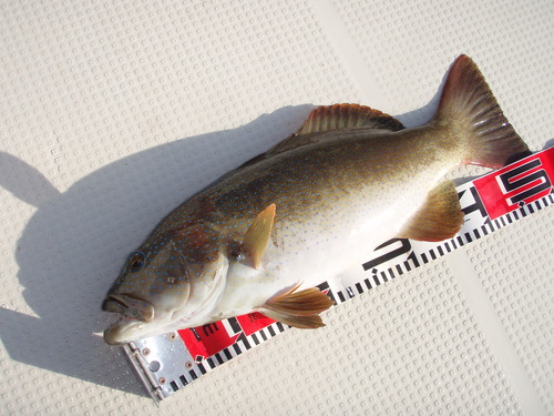最近の釣果です