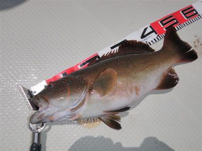 ６月２７～７月１日までの釣果ダイジェストです