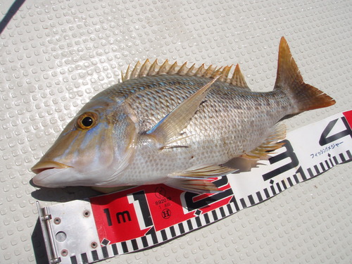 久々の最近の釣果です