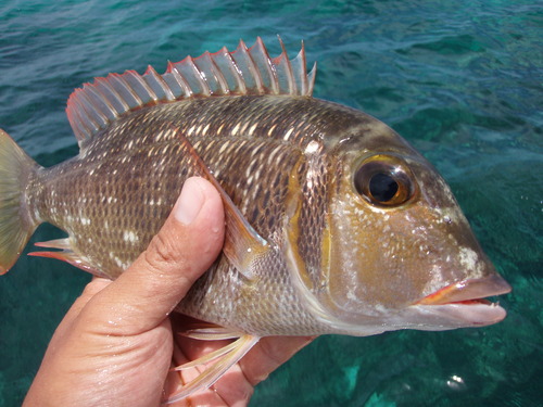 久々の最近の釣果です