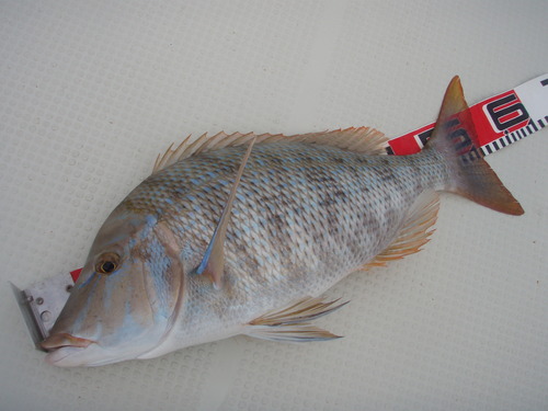 久々の最近の釣果です