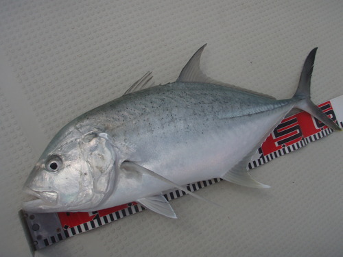久々の最近の釣果です
