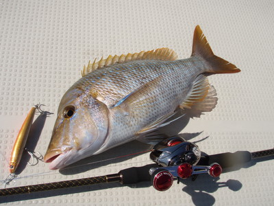 最近の釣果