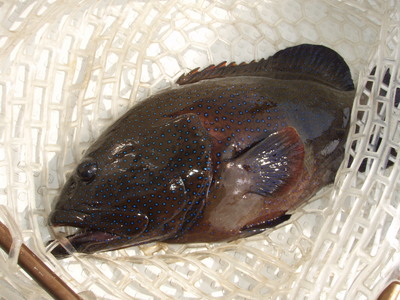 色々釣れてます