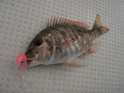 沖縄のお魚、初ゲット！