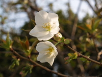 春だぁ～♪ 2007/03/30 00:07:14