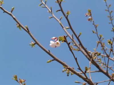 春はまだかな？