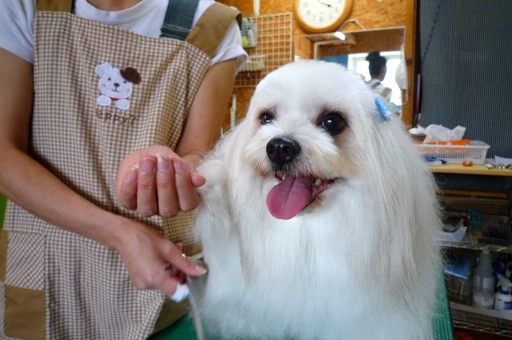 笑う犬 ウニっ記