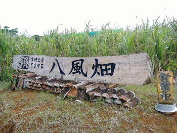 黒糖の魅力