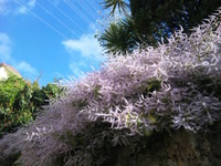 この花なんでしょう。 2011/02/26 10:57:20
