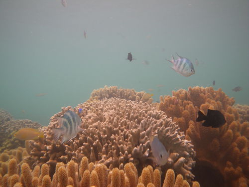 ３きょうだいで行く初沖縄旅