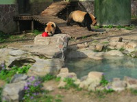 上海動物園＆中国版新幹線レポート 2018/04/01 02:15:59
