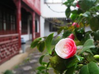 蘇州、かけ足観光からの帰国