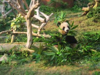 今年２度目の香港＆初めてのマカオ旅③マカオ飯＆パンダ動物園 2018/12/19 21:42:49